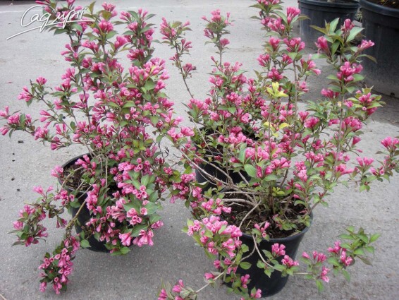 Вейгела 'Feline Courtamon' - 6