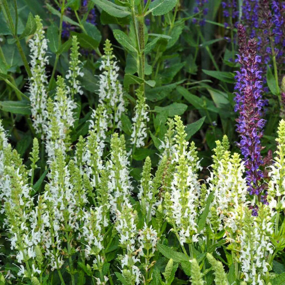 Шавлія лісова 'Schneehugel', p9 - - 2