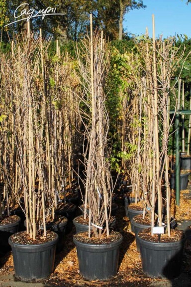 Гліцинія китайська 'Prolific' - 2