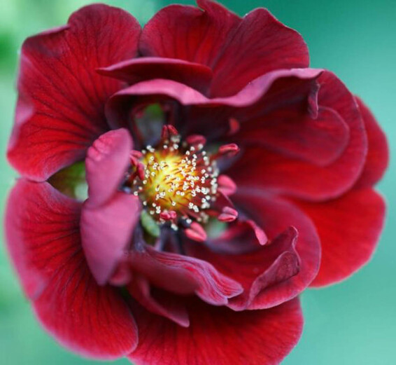 Лапчатка Тонга 'Monarch Velvet' - 1