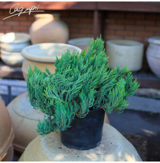 Можжевельник горизонтальный 'Grey Pearl'