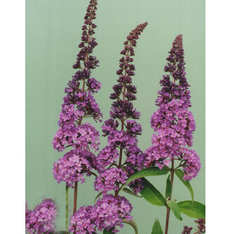 Буддлея Давида 'Ile de France'