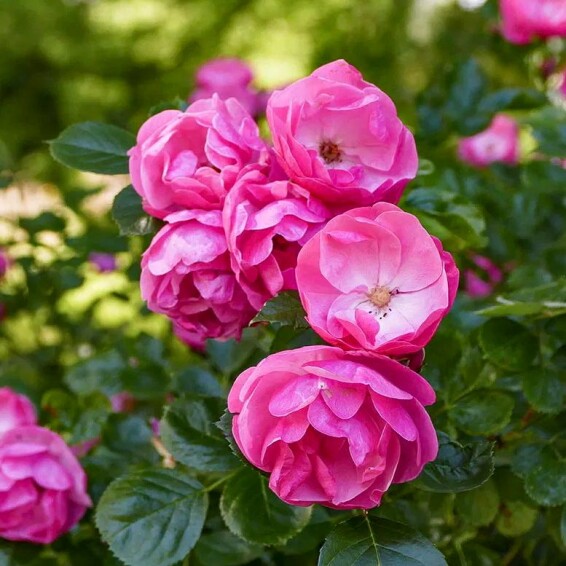 Роза бордюрная 'Angela' #1, C7 - - 2