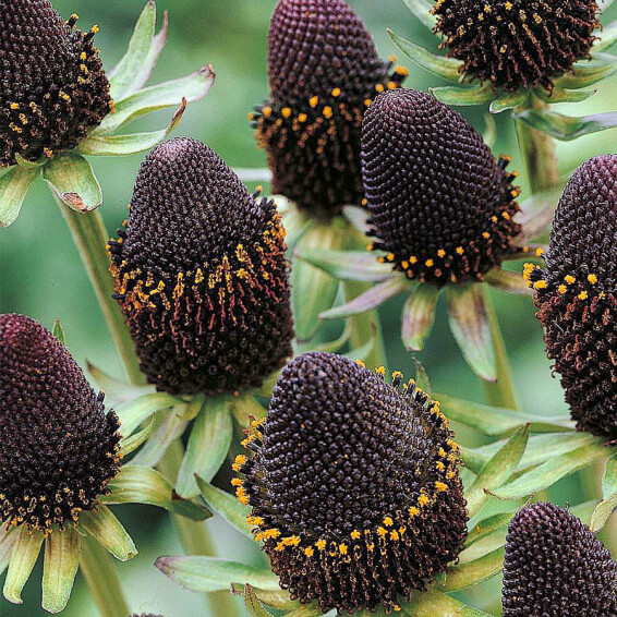 Рудбекия западная 'Green Wizard', C3,С2 - - 3