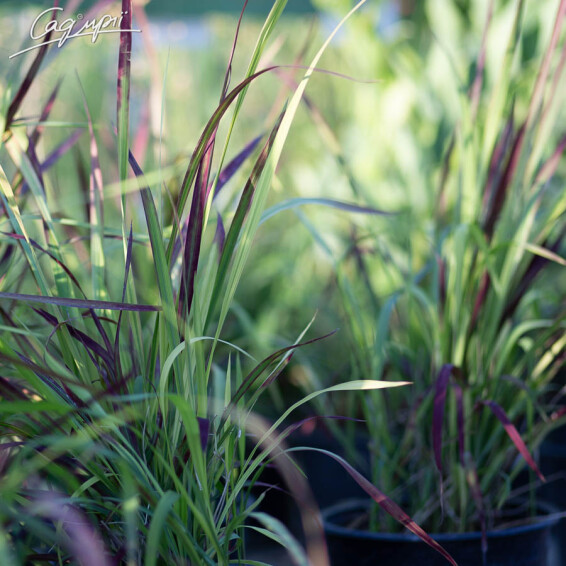 Императа цилиндрическая 'Red Baron', C2 - - 5