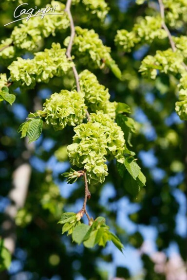 Вяз шершавый 'Pendula' - 9 Вяз шершавый 'Pendula' - 9