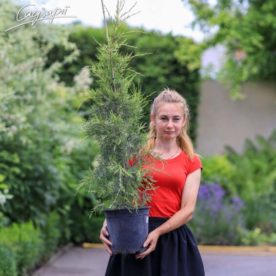 Можжевельник китайский 'Kuriwao Gold' #7, WRB 200-250 - 5