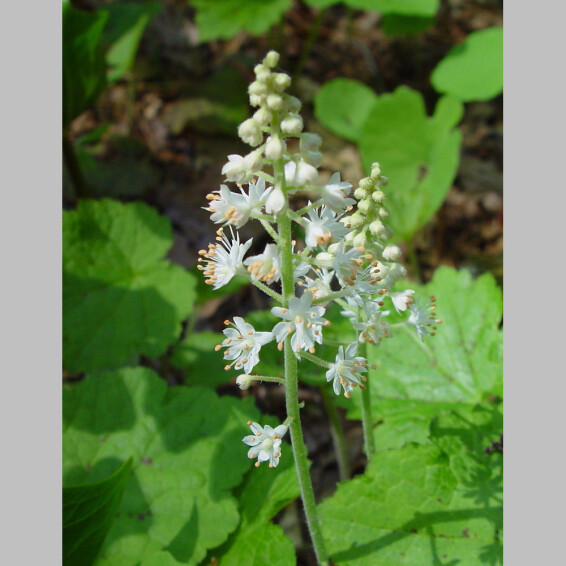 Тиарелла сердцелистная - 2