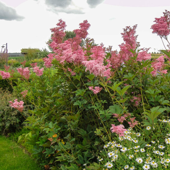 Гадючник червоний 'Venusta Magnifica' - 2