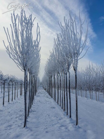 Слива вишнеплодная 'Nigra' #9, WRB 40+ 500+ St. 1/2 - 6 Слива вишнеплодная 'Nigra' #9, WRB 40+ 500+ St. 1/2 - 6