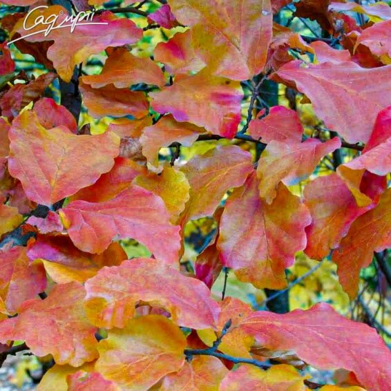 Паротія перська 'Vanessa' - 1 Паротія перська 'Vanessa' - 1