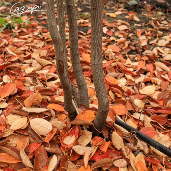 Ирга Ламарка #7, WRB MST - - - 6 Ирга Ламарка #7, WRB MST - - - 6