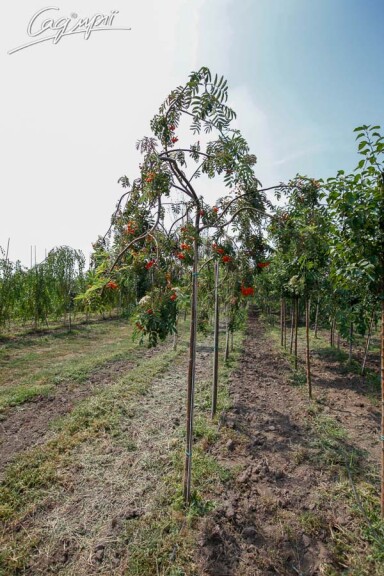 Рябина обыкновенная 'Pendula' #1, WRB 12--14 225-250 St. 200-225 - 8