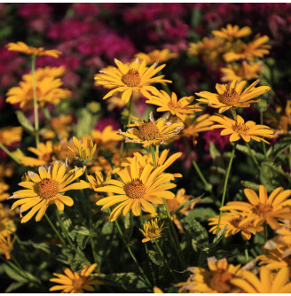 Геліопсис соняшниковидний ‘Loran Sunshine'