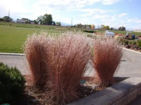 Бородач волотистий (Схизахіріум) 'Blaze' - 1