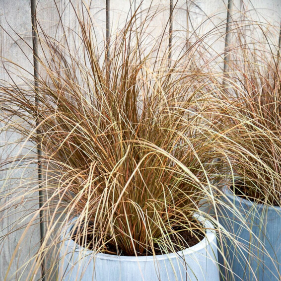 Осока Петрі ‘Milk Chocolate’ - 3