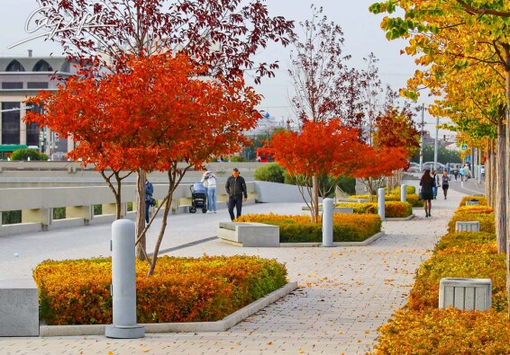 Ірга Ламарка - 9 Ірга Ламарка - 9