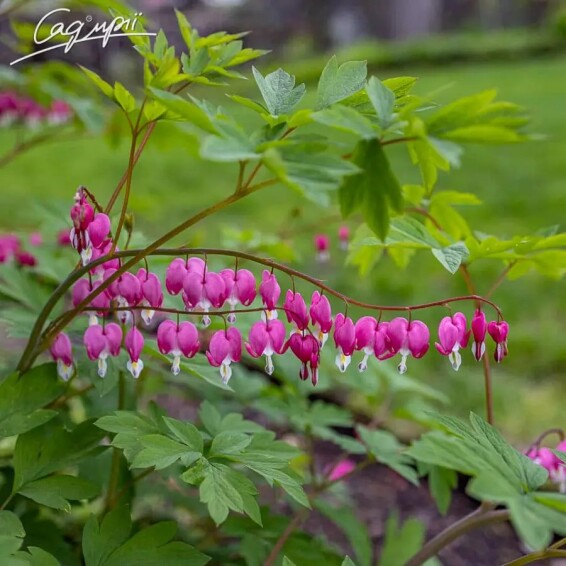 Дицентра великолепная - 4 Дицентра великолепная - 4
