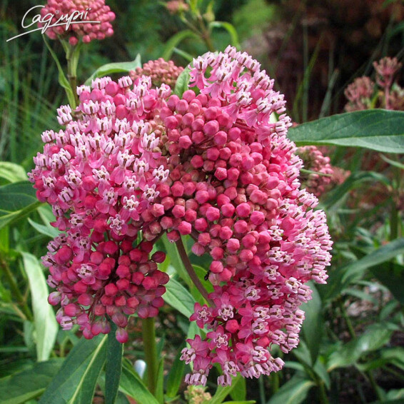 Ваточник м'ясо-червоний 'Cinderella' - 7