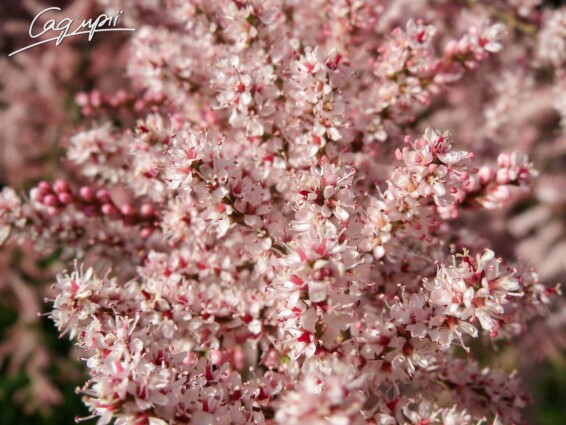 Тамарикс гіллястий 'Rubra' #3, C7 60-70 - 2