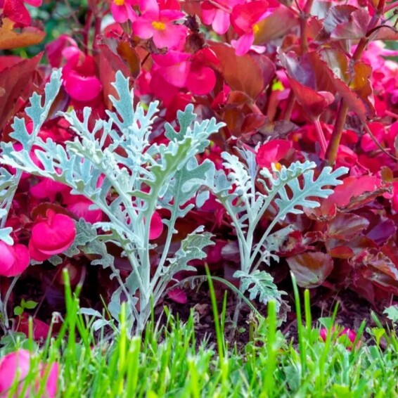 Цинерария приморская - 3 Цинерария приморская - 3