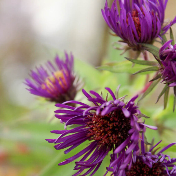 Астра новоанглийская 'Marina Wolkonsky' - 1 Астра новоанглийская 'Marina Wolkonsky' - 1