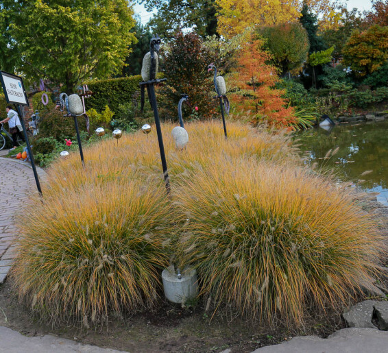 Пенісетум лисохвістний 'Hameln', p9 - - 9