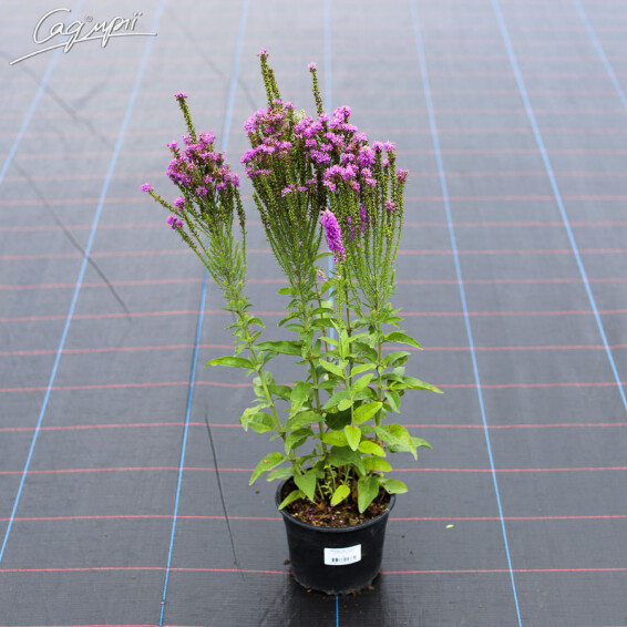 Вероніка гібридна 'Plumosa Amethyst Plume'®, p9 - - 2 Вероніка гібридна 'Plumosa Amethyst Plume'®, p9 - - 2