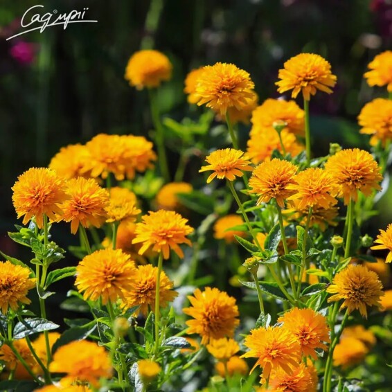 Геліопсис соняшниковидний ‘Asahi' - 3