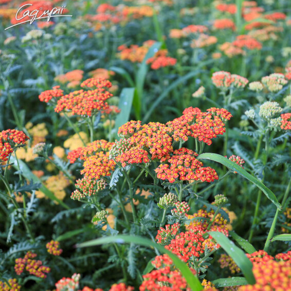 Деревій звичайний 'Walter Funcke' - 2 Деревій звичайний 'Walter Funcke' - 2