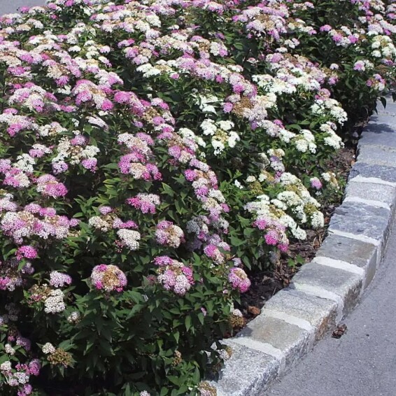 Спирея японская 'Shirobana' - 4 Спирея японская 'Shirobana' - 4