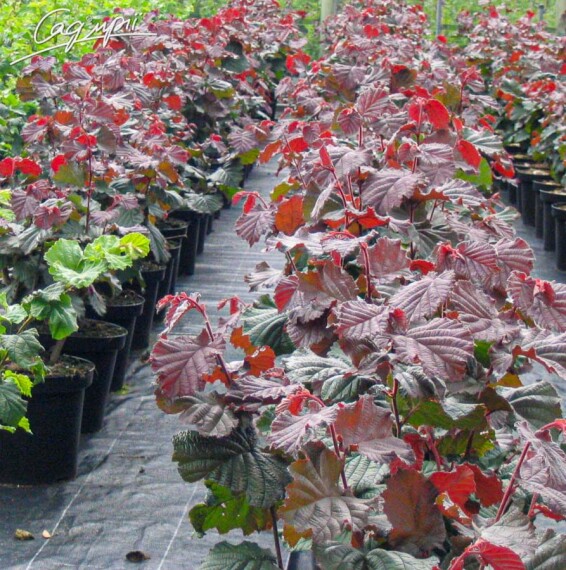 Лещина крупная 'Rouge de Zeller' - 3