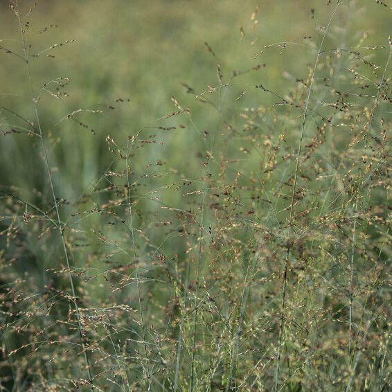Просо вербовидне 'Prairie Sky' - 4 Просо вербовидне 'Prairie Sky' - 4