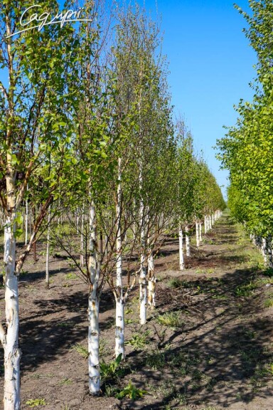 Береза китайская 'Fascination' - 6