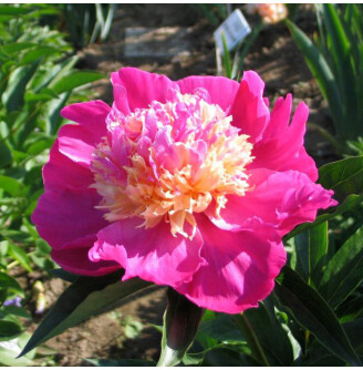 Півонія трав'яниста 'Velma Atkinson'