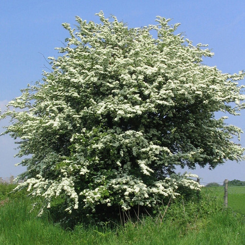 Глід одноматочковий - 1