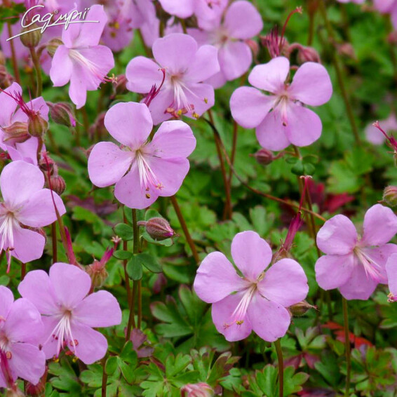 Герань кембріджська 'Karmina' - 4