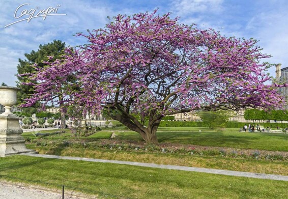 Церціс канадський #3, WRB - 200-250 - - 3