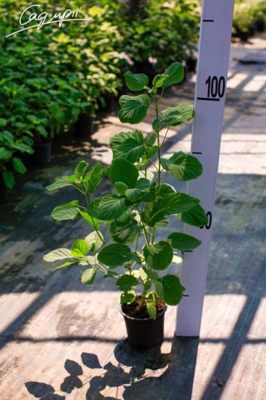 Гортензия древовидная 'Hills of Snow' - 7