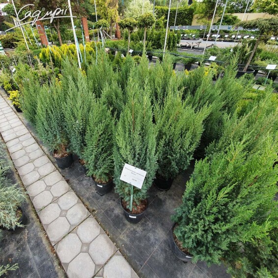 Ялівець китайський 'Stricta' #1, C3 30-40 - 10