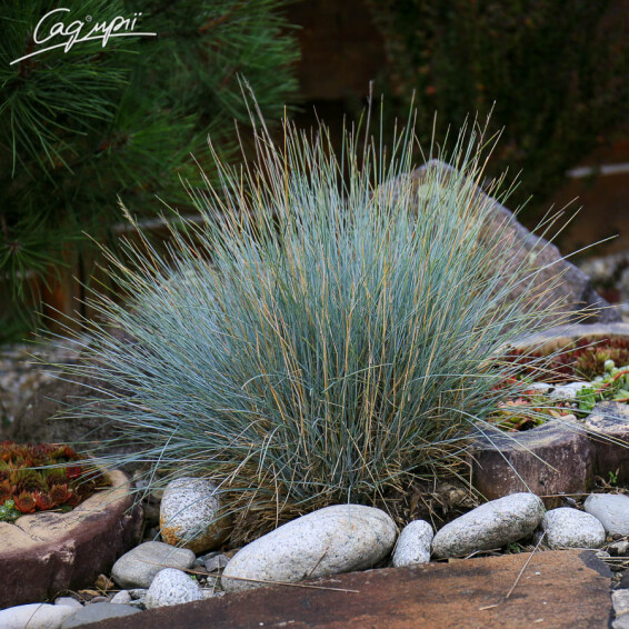 Костриця попеляста 'Blauglut', p9 - - 1 Костриця попеляста 'Blauglut', p9 - - 1