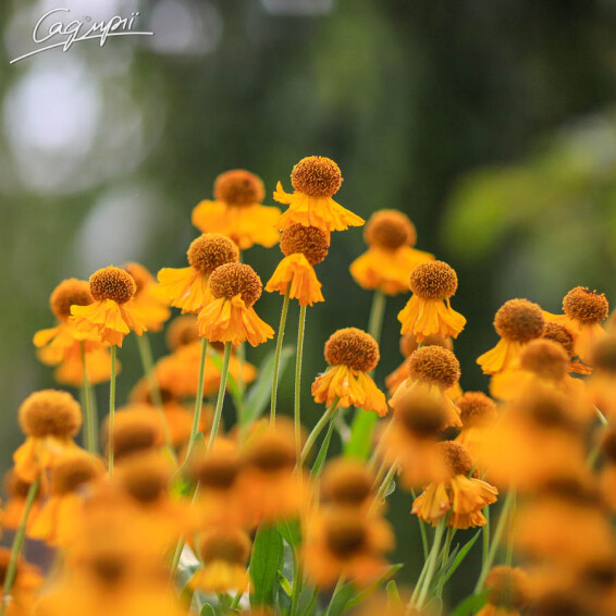 Геленіум Бігелоу 'The Bishop' - 3