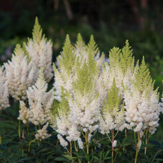 Астільба Арендса 'Weisse Gloria' - 1