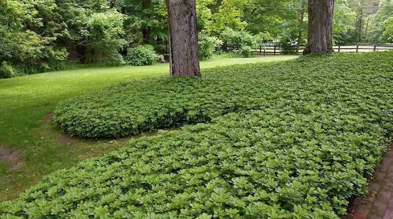 Високодекоративний ґрунтопокровник - Пахізандра верхівкова