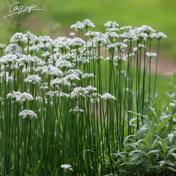 Лук душистый с белыми цветами, C1.5 - - 3