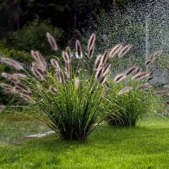 Перистощетинник лисохвостный 'Black Beauty' - 1