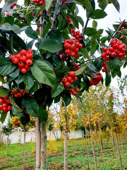 Глід Лавал'є 'Carrierei', WRB 14--16 300-350 St. 180-200 - 2