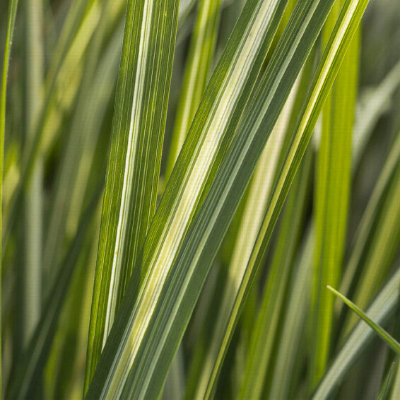 Куничник гостроквітковий 'Avalanche' - 6