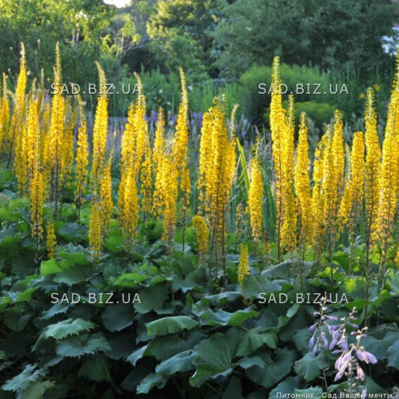 Язичник вузькоголовий 'The Rocket' - 1