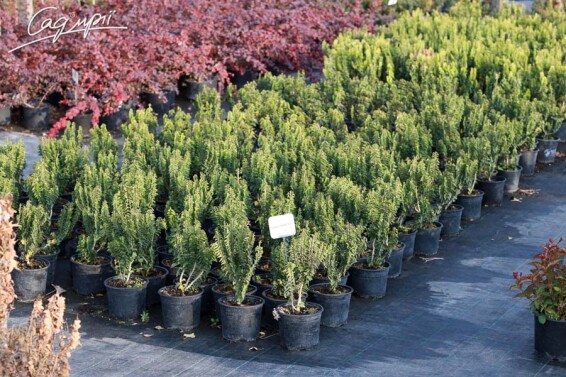 Плющ звичайний 'Erecta' - 4